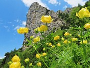 02 Trollius europaeus (Botton d'oro), sul sent. 219 alle pendici del torrione del Corno Branchino 